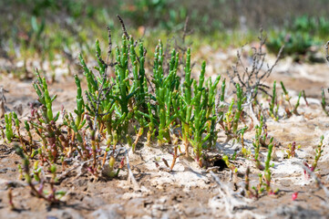 Botanical collection, edible sea succulent plant, Salicornia or sea glassworth weed, growing on salt marshes
