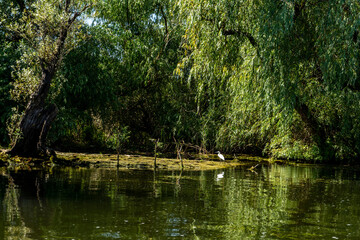 Landscape with waterline,  birds,  reeds and vegetation in Danube Delta,  Romania