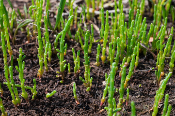 Botanical collection, edible sea succulent plant, Salicornia or sea glassworth weed, growing on salt marshes