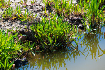 Botanical collection, edible sea aster plant, Tripolium pannonicum, growing on salt marshes