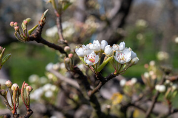 Begin of spring blossom of pear trees in Dutch orchards