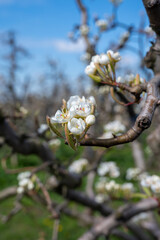 Begin of spring blossom of pear trees in Dutch orchards