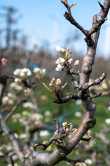 Begin of spring blossom of pear trees in Dutch orchards