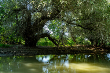 Fototapeta na wymiar Landscape with waterline, birds, reeds and vegetation in Danube Delta, Romania