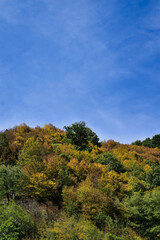 autumn forest in the mountains
