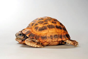 Spinnenschildkröte // Northern Spider Tortoise  (Pyxis arachnoides brygooi )