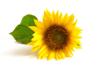 sunflower on a white background with green leaves