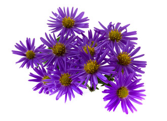 steppe aster on a white background