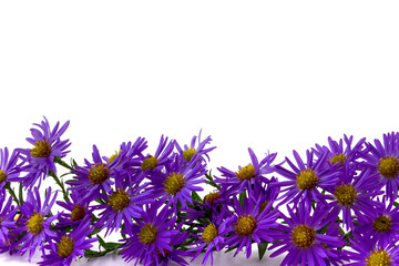 steppe aster on a white background