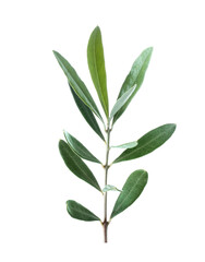 Olive green branch isolated on white background. Ssymbol of peace