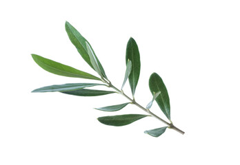 Olive green branch isolated on white background. Ssymbol of peace