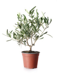 Olive plant in a pot isolated on white background