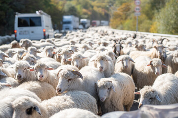 Fototapeta premium Endless herd sheep moving along highway in mountains. Animals interfere with passage of cars. Cars stopped and let large herd pass.