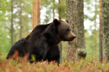 Obraz na płótnie Canvas Brown bear sitting in the forest