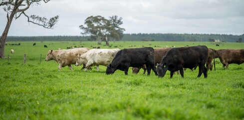 Close up of cows in the field, Angus and Murray Grey beef Cattle eating long pasture in spring and summer. - obrazy, fototapety, plakaty