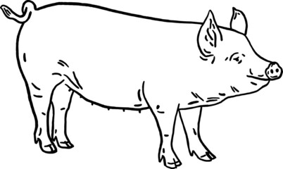 Pig illustration Pork meat product Farm Animal Hand drawn line art