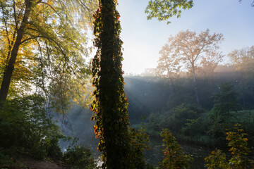 Section of the old park in autumn foggy morning, backlit