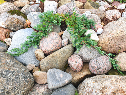 A seedling of Juniperus horizontalis Wiltonii in a rocky hill, rockery, in the garden. Decorative coniferous plants.