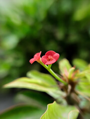 Obraz premium red flower on green background