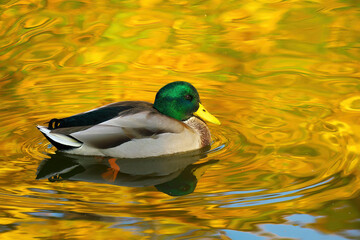 Drake in a pond in the fall. Water is colored by the reflection of yellow leaves.