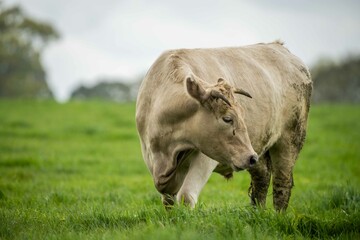 Close up of Stud Beef bulls and cows grazing on grass in a field, in Australia. eating hay and...