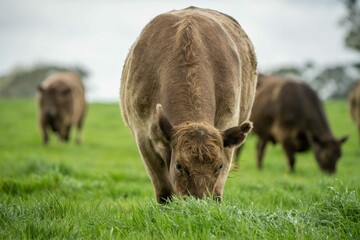 Close up of Stud Beef bulls and cows grazing on grass in a field, in Australia. eating hay and...