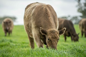 Close up of Stud Beef bulls and cows grazing on grass in a field, in Australia. eating hay and...