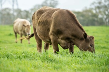 Close up of Stud Beef bulls and cows grazing on grass in a field, in Australia. eating hay and...