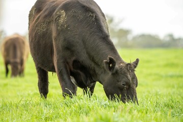Close up of Stud Beef bulls and cows grazing on grass in a field, in Australia. eating hay and...