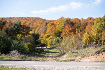 Obraz premium Autumn landscape in mountains. Trees in forest painted with different wonderful colors. Yellow, orange, red, brown and even green combine beautifully in nature. Blue sky with light white clouds