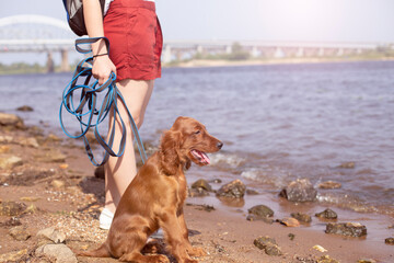 Caucasian girl walks with a little Irish red setter puppy on the river bank on a sunny day