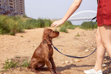 Caucasian girl training a small Irish red setter puppy on the river bank on a sunny summer day