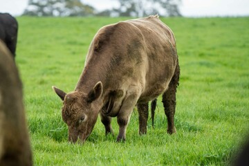 Speckled park, Murray grey, Angus cows and calf grazing on lush pasture. while they enjoy the sun...