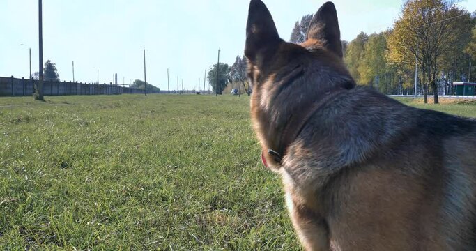 german shepherd dog in the field. 