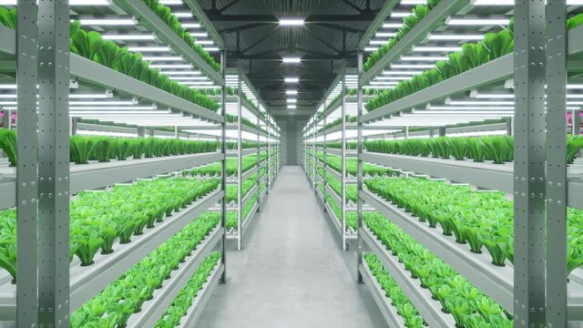 Hydroponic indoor vegetable plant factory with led lightning in exhibition space warehouse. Interior of the farm hydroponics. Green salad farm. Lettuce Roman. Concrete floor. 3D render. 4K video	