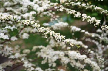 bushes with small white flowers