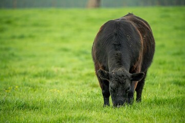 Close up of Stud Beef bulls and cows grazing on grass in a field, in Australia. eating hay and...