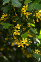 flowering currants in the garden