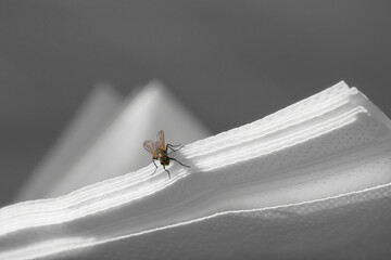 Fly on white paper napkins. Carrier of diseases. The most annoying insects. Selective focus.