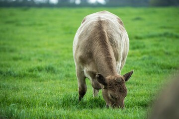 Speckled park, Murray grey, Angus cows and calf grazing on lush pasture. while they enjoy the sun...
