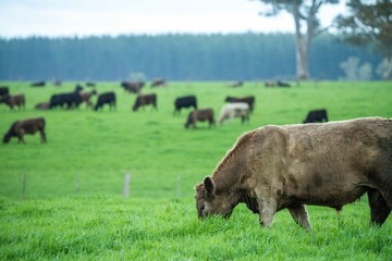 Speckled park, Murray grey, Angus cows and calf grazing on lush pasture. while they enjoy the sun...