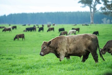 Close up of Stud Beef bulls and cows grazing on grass in a field, in Australia. eating hay and...