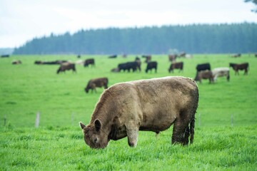 Close up of Stud Beef bulls and cows grazing on grass in a field, in Australia. eating hay and...