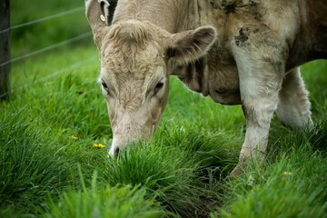Speckled park, Murray grey, Angus cows and calf grazing on lush pasture. while they enjoy the sun...
