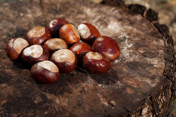 Wet chestnut fruit lying on an old, cracked piece of wood.
