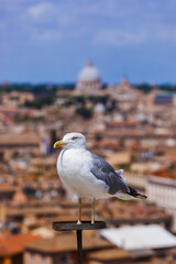 Seagull and Rome Italy cityscape