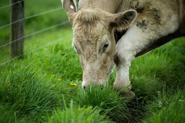 Close up of Stud Beef bulls and cows grazing on grass in a field, in Australia. eating hay and...