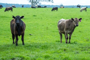 Close up of Stud Beef bulls and cows grazing on grass in a field, in Australia. eating hay and...