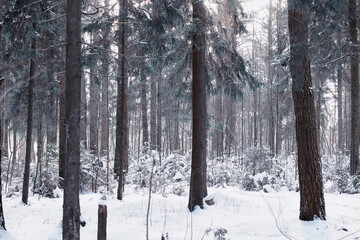 Winter forest. Landscape of the park in winter. Snow-covered trees at the edge.
