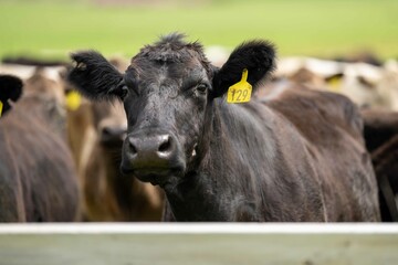Close up of Stud Beef bulls and cows grazing on grass in a field, in Australia. eating hay and...